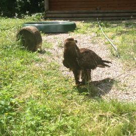 Steppenadler.
Heute mal wieder da gewesen :) 28.06.15