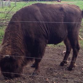 Wisent :)