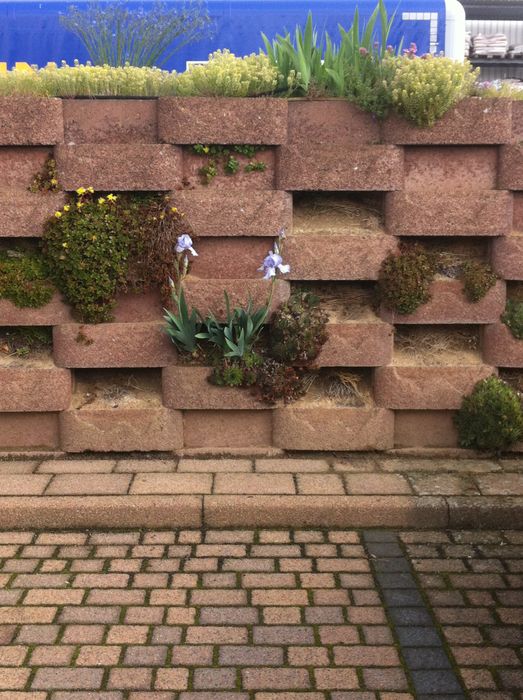 Die Irisse wachsen in der Wand. 