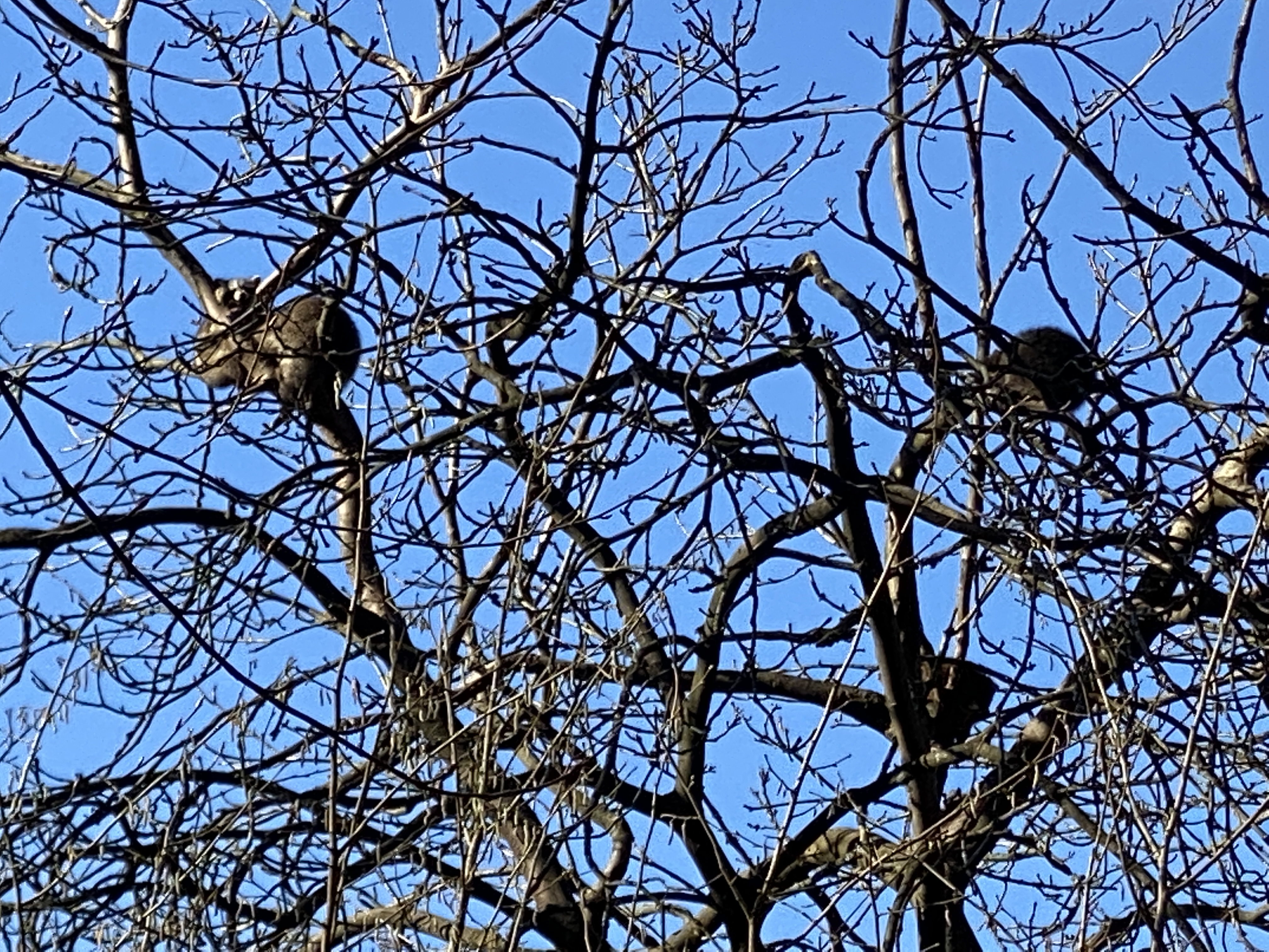 Waschbären im Baum