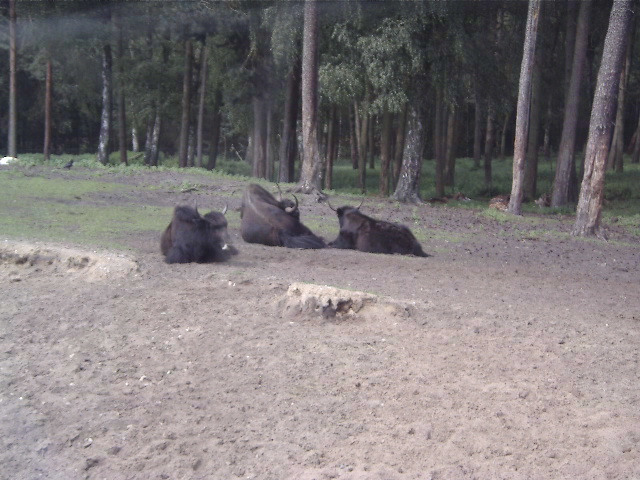 Bild 32 Serengeti-Park Hodenhagen GmbH in Hodenhagen