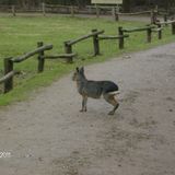 NaturZoo Rheine e.V. in Rheine