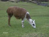 Nutzerbilder NaturZoo Rheine e.V. Auskunft