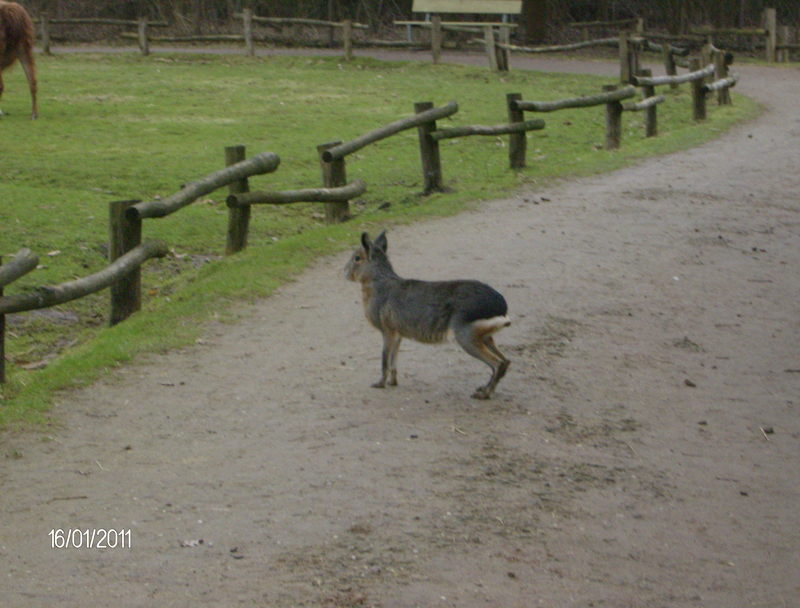 Bild 11 NaturZoo Rheine e.V. in Rheine