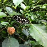 Schmetterlingspark Klütz in Klütz