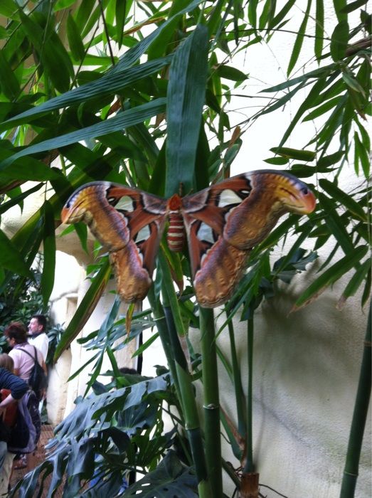 Nutzerbilder Schmetterlingspark Klütz