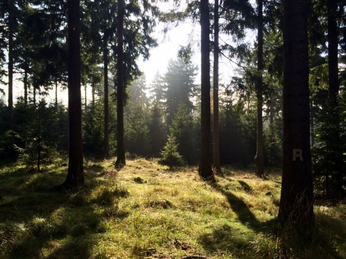 Morgensonne auf dem Rennsteig ..