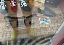 Bild zu avesu - Der vegane Schuhladen, Schivelbeiner Straße, Berlin-Prenzlauer Berg