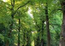 Bild zu Städtischer Friedhof Weißensee