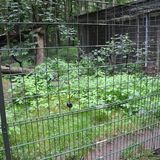 Tierparkvereinigung Neumünster e.V. in Neumünster