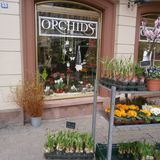 Nothhelfer Orchideenzucht in Speyer