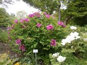 Nutzerbilder Café im Botanischen Garten