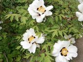 Nutzerbilder Café im Botanischen Garten