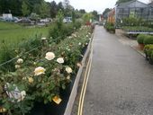 Nutzerbilder Hübsch Blumen Gärtnerei