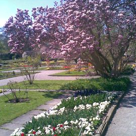 Magnolienblüte im Botanischen Garten.