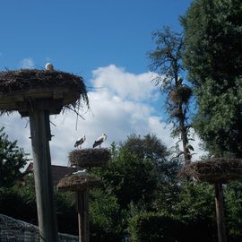 Storchengehege in Kandern