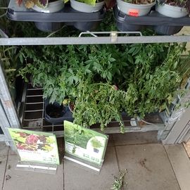 nicht sehr einladend, diese ausgetrockneten Pflanzen zum Verkauf ,gleich beim Eingang.