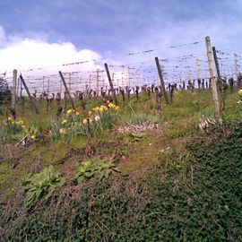 Winzerkeller Auggener Schäf eG in Auggen