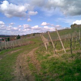 Winzerkeller Auggener Schäf eG in Auggen