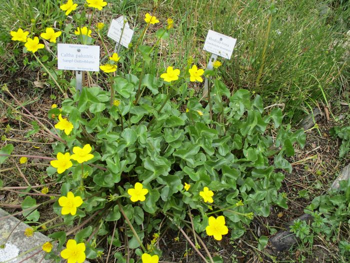 Nutzerbilder Botanischer Garten München-Nymphenburg