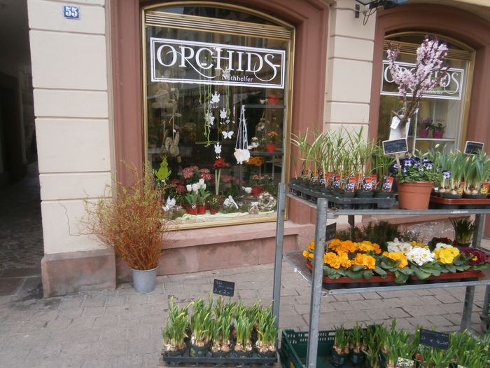 Nothhelfer Orchideenzucht