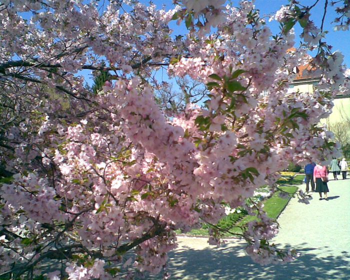 Nutzerbilder Botanischer Garten München-Nymphenburg