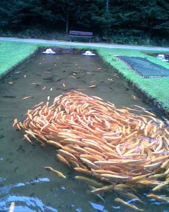 Nutzerbilder Zordel Fischzuchten