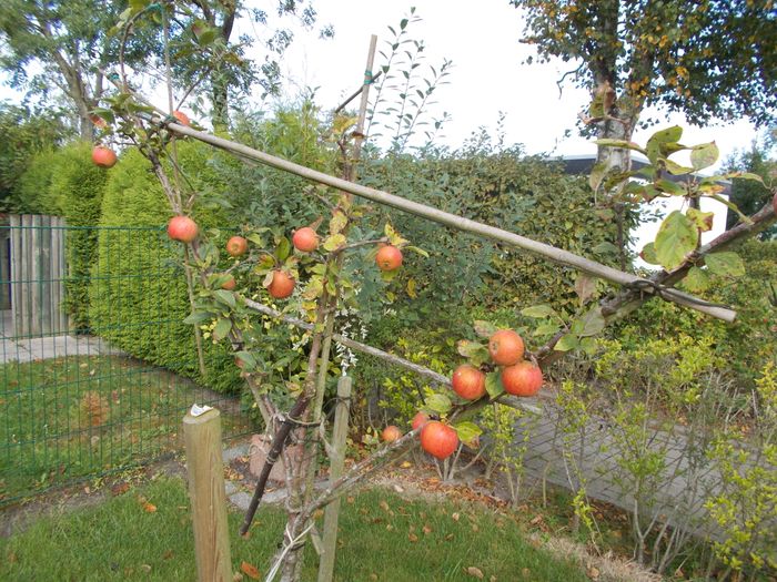 kleine Äpfelchen konnten wir auch ernten im Garten