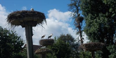 Storchengehege in Kandern