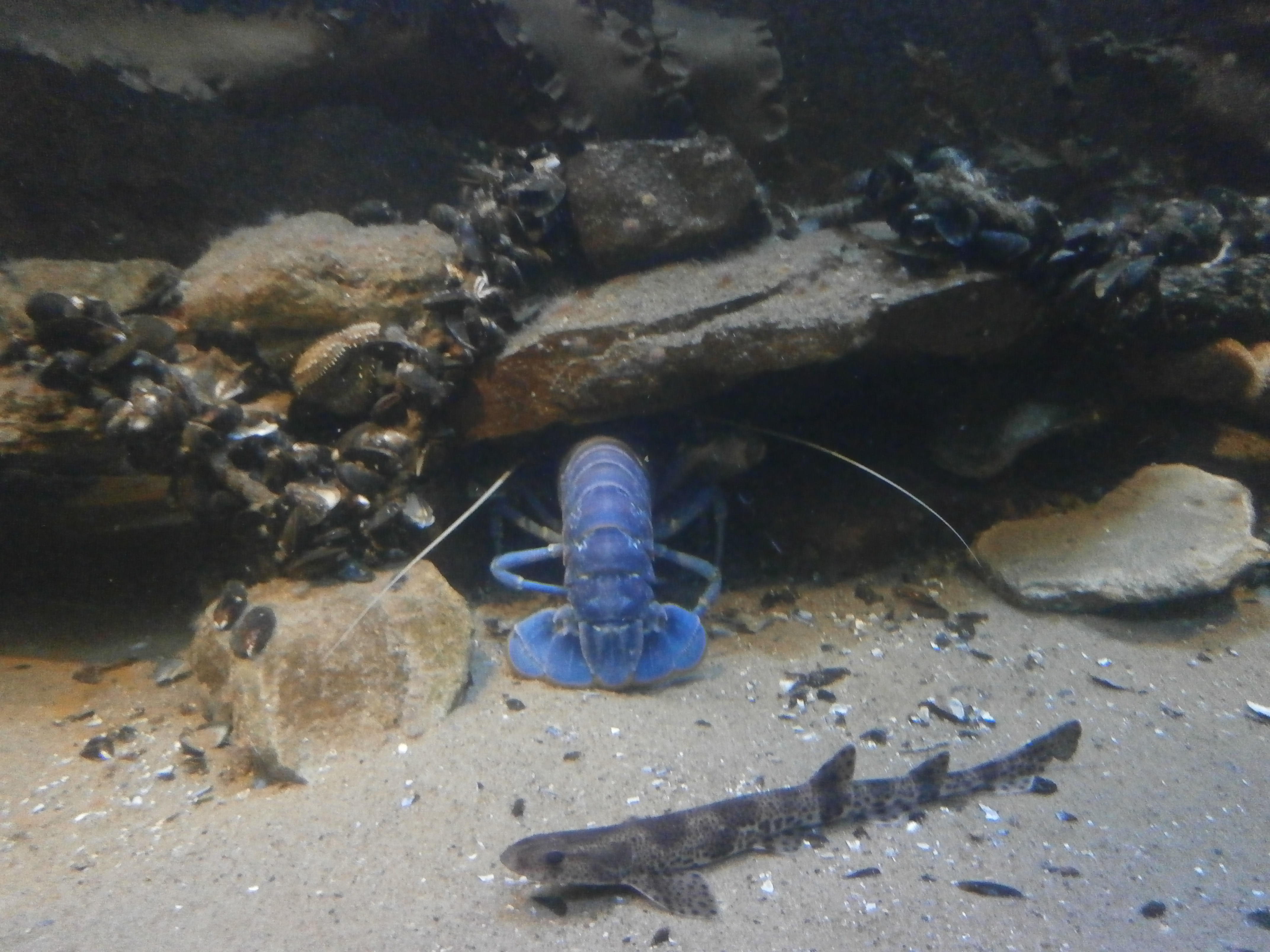 Bild 3 Aquarium Wilhelmshaven Bullermeck's in Wilhelmshaven