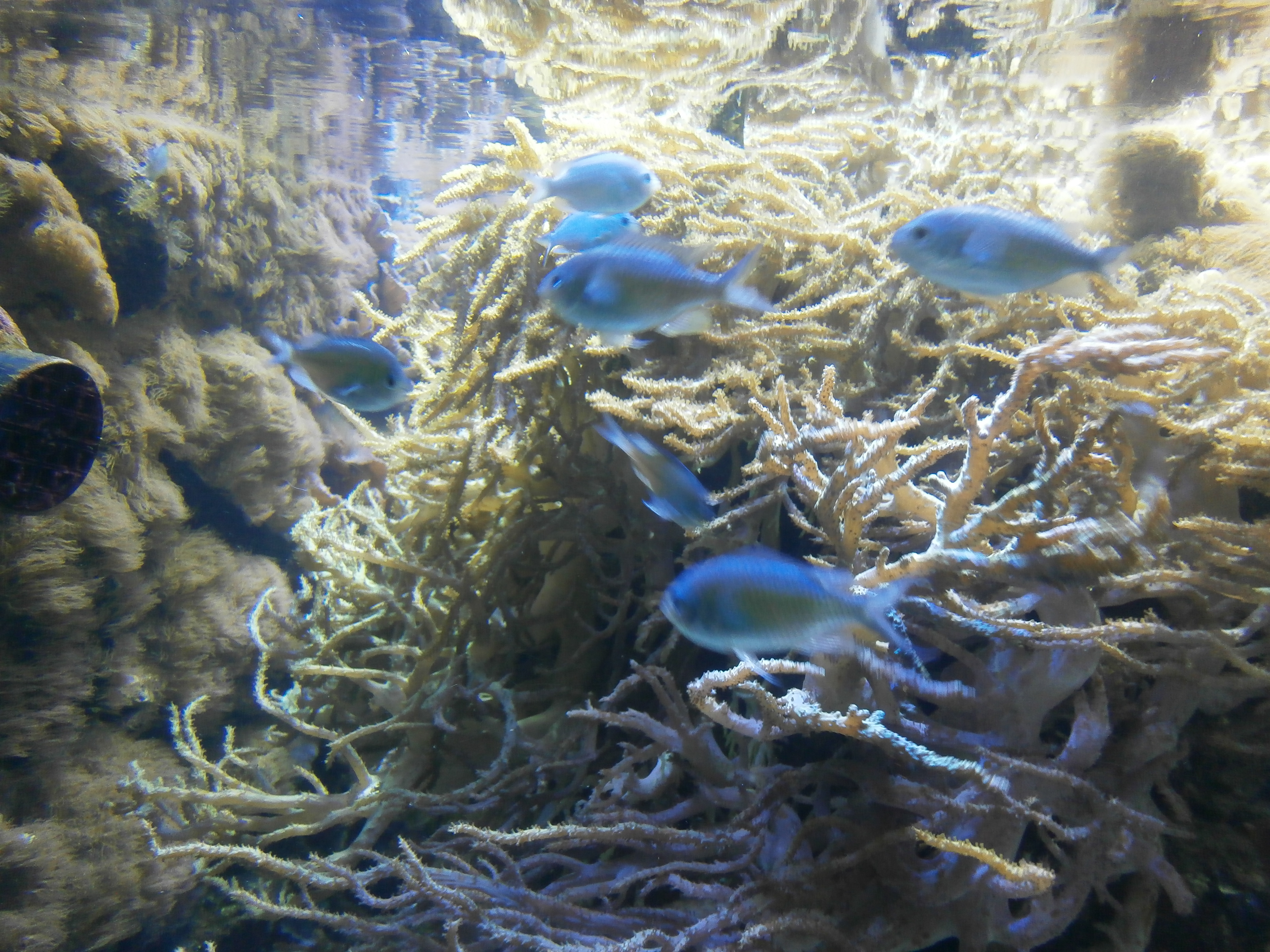 Bild 6 Aquarium Wilhelmshaven Bullermeck's in Wilhelmshaven
