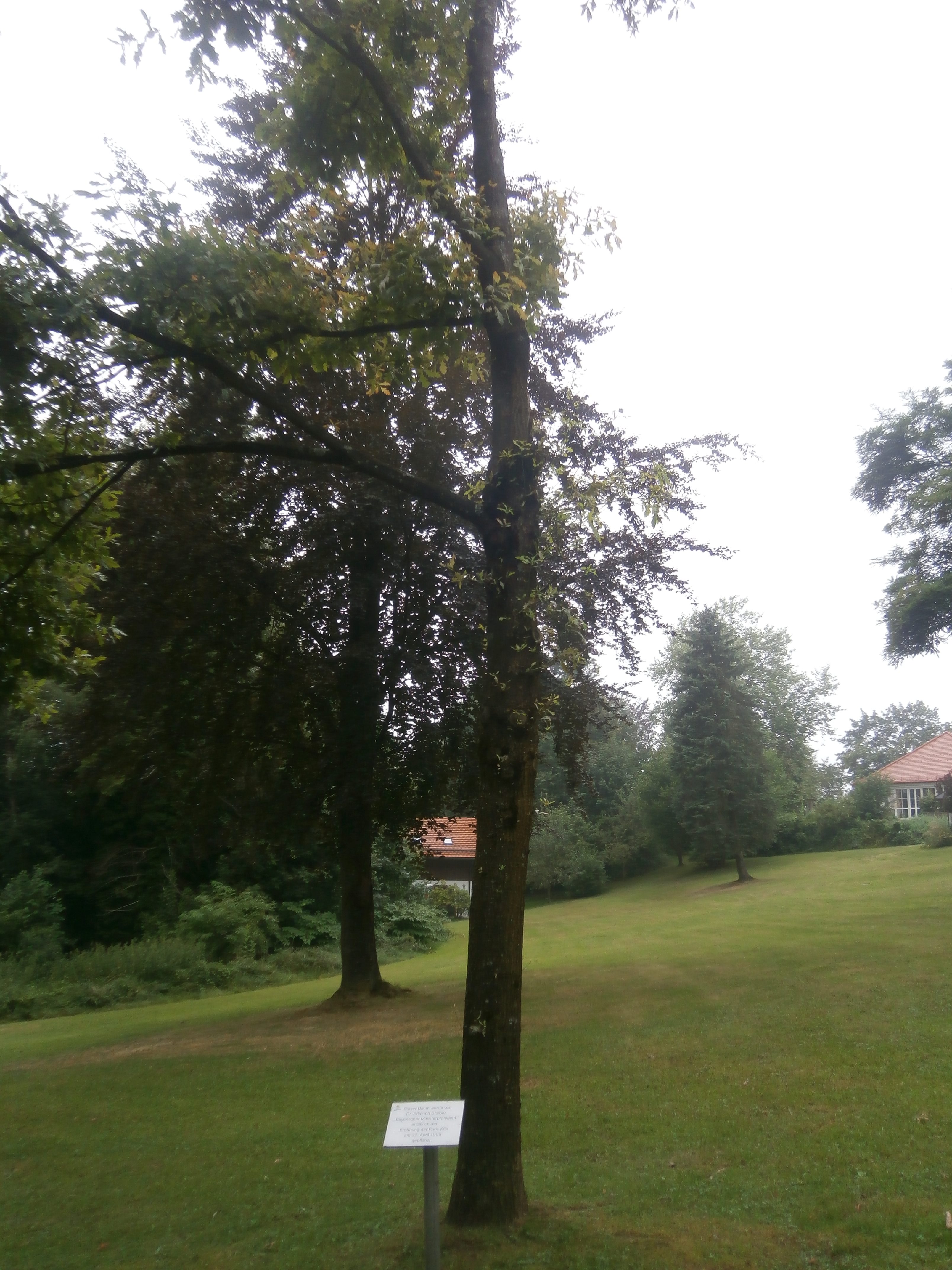 im angrenzenden Park, sch&ouml;n ist Stoibers Baum nicht geworden.