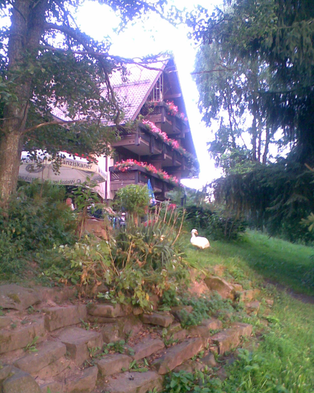 Der Schwan hatte auch Hunger, Lokal von hinten, zum See gelegen