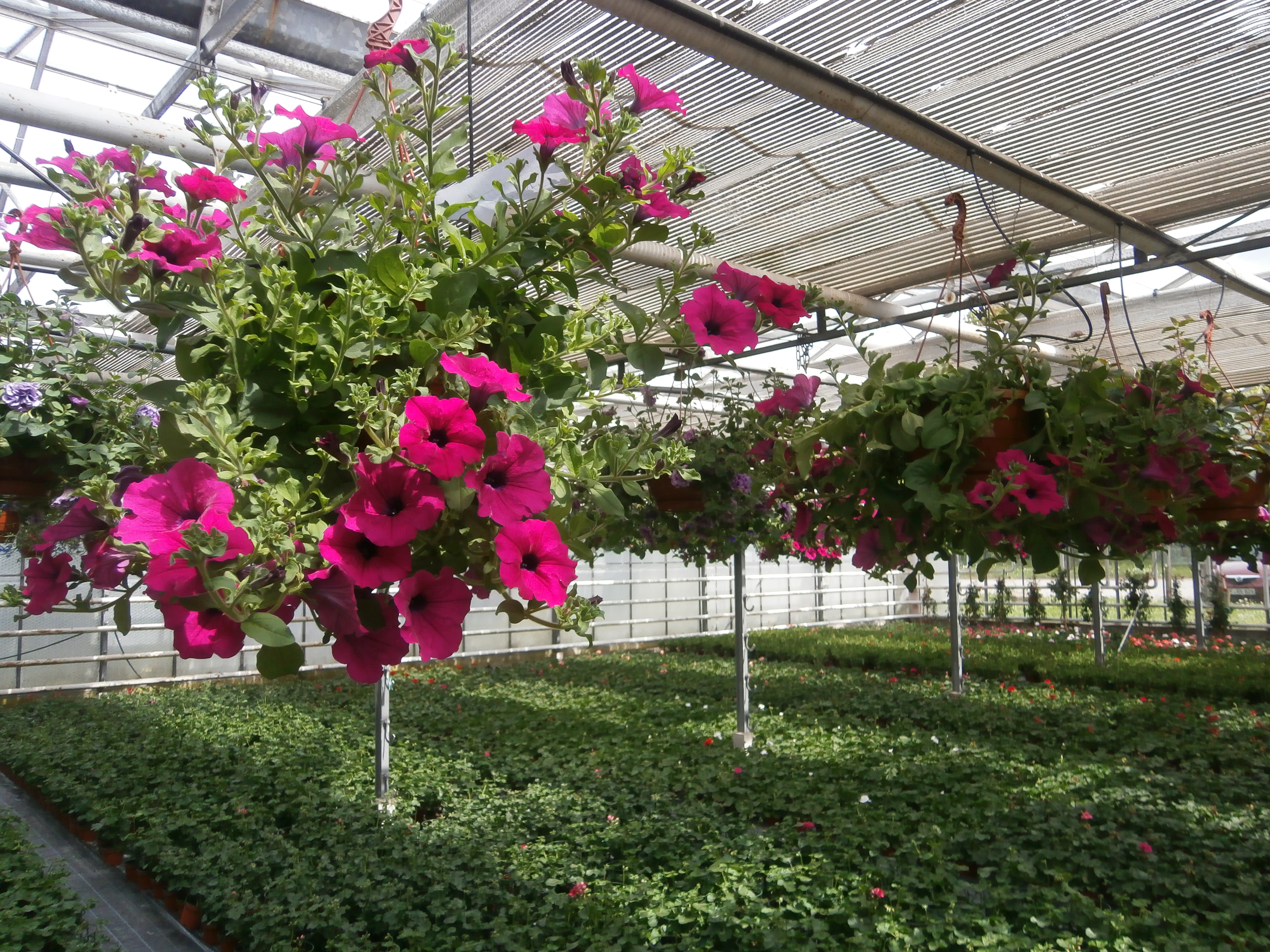 Bild 3 Hüttler Dieter Gartenbau in Pforzheim