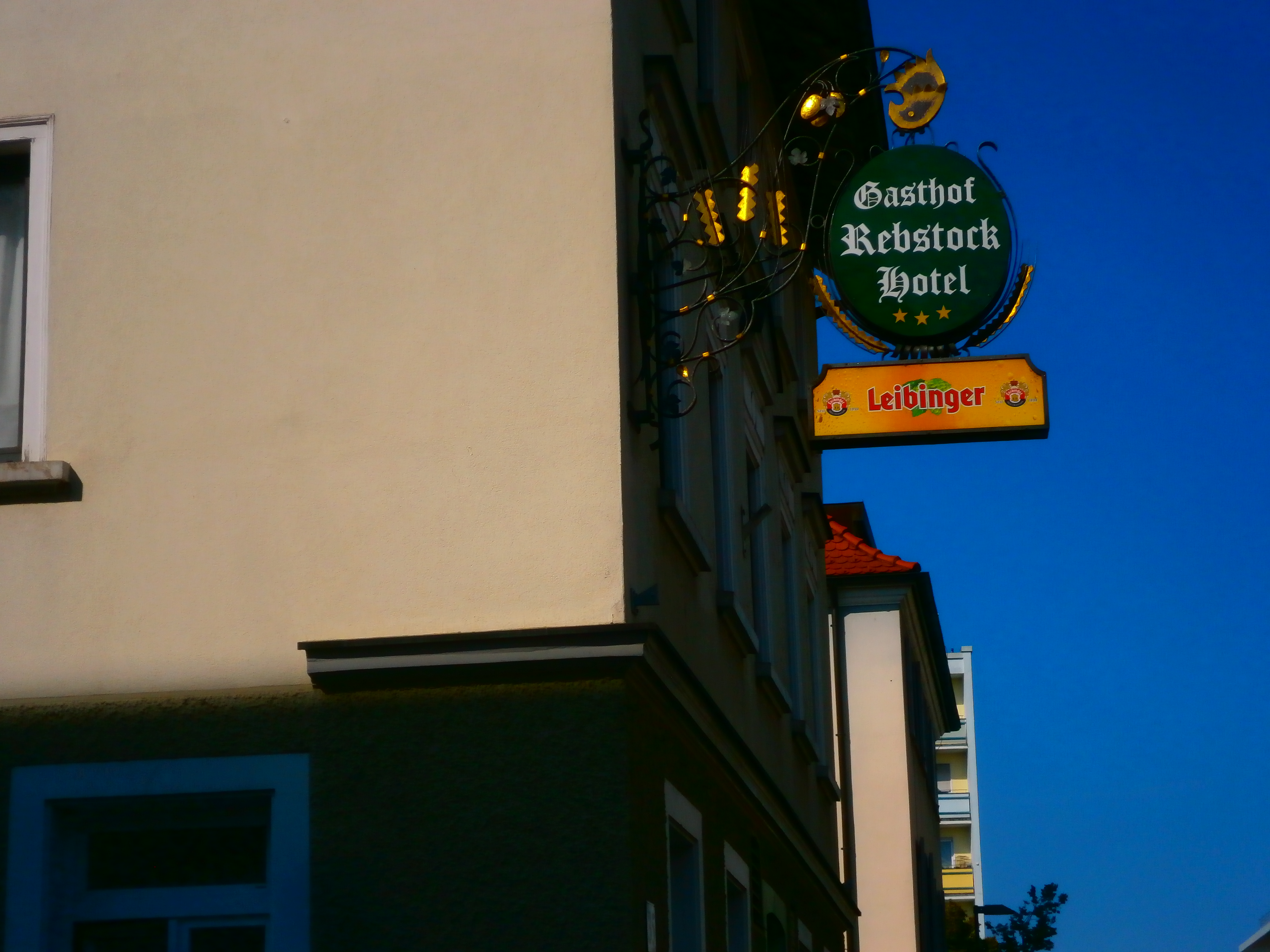 Bild 1 Rebstock in Friedrichshafen
