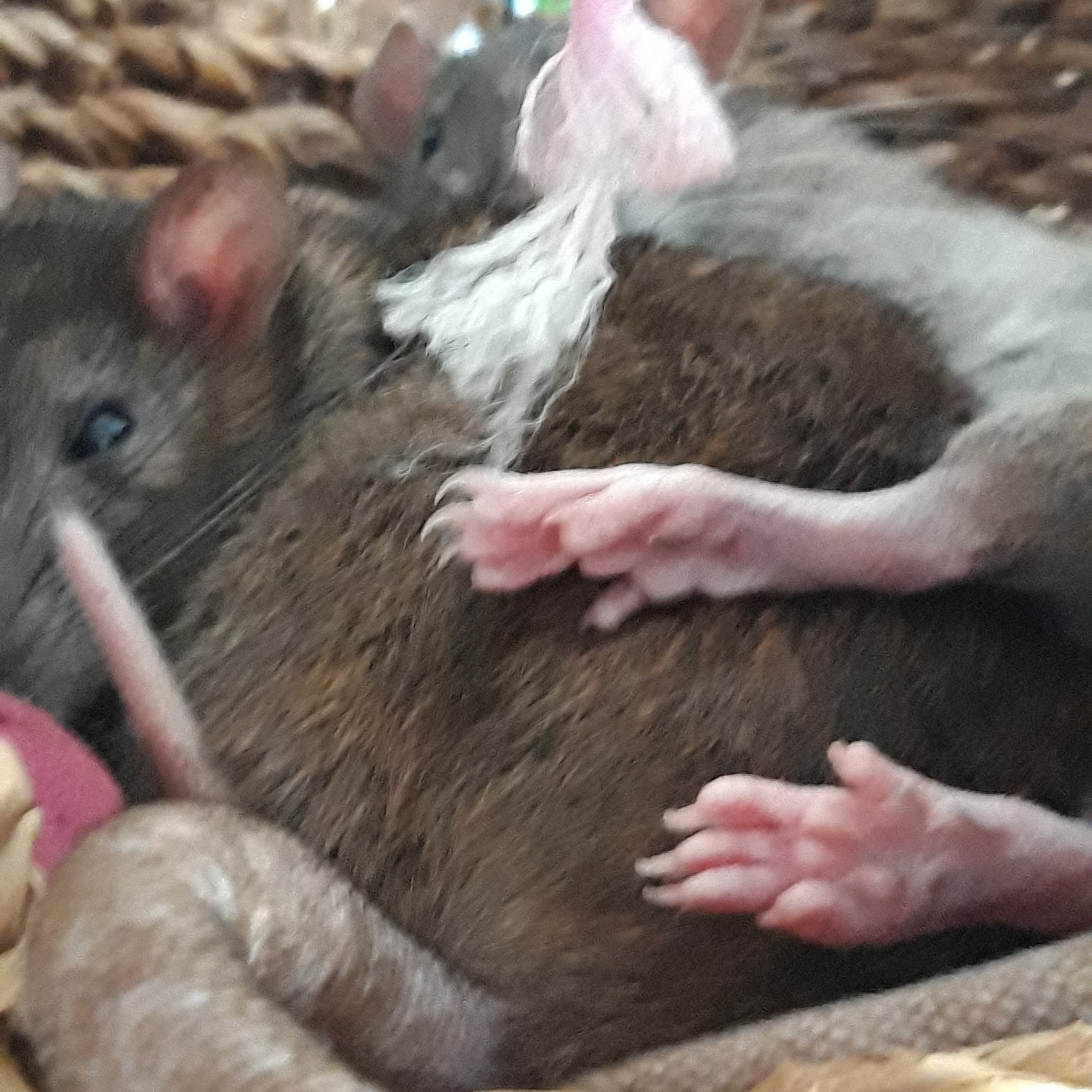 süsse Ratten aus dem Tierheim Bewertung gut