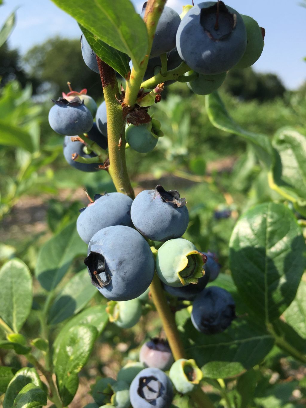 Nutzerfoto 1 Heidelbeerplantage Vogeler