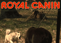 Bild zu ROYAL CANIN Tiernahrungsvertrieb
