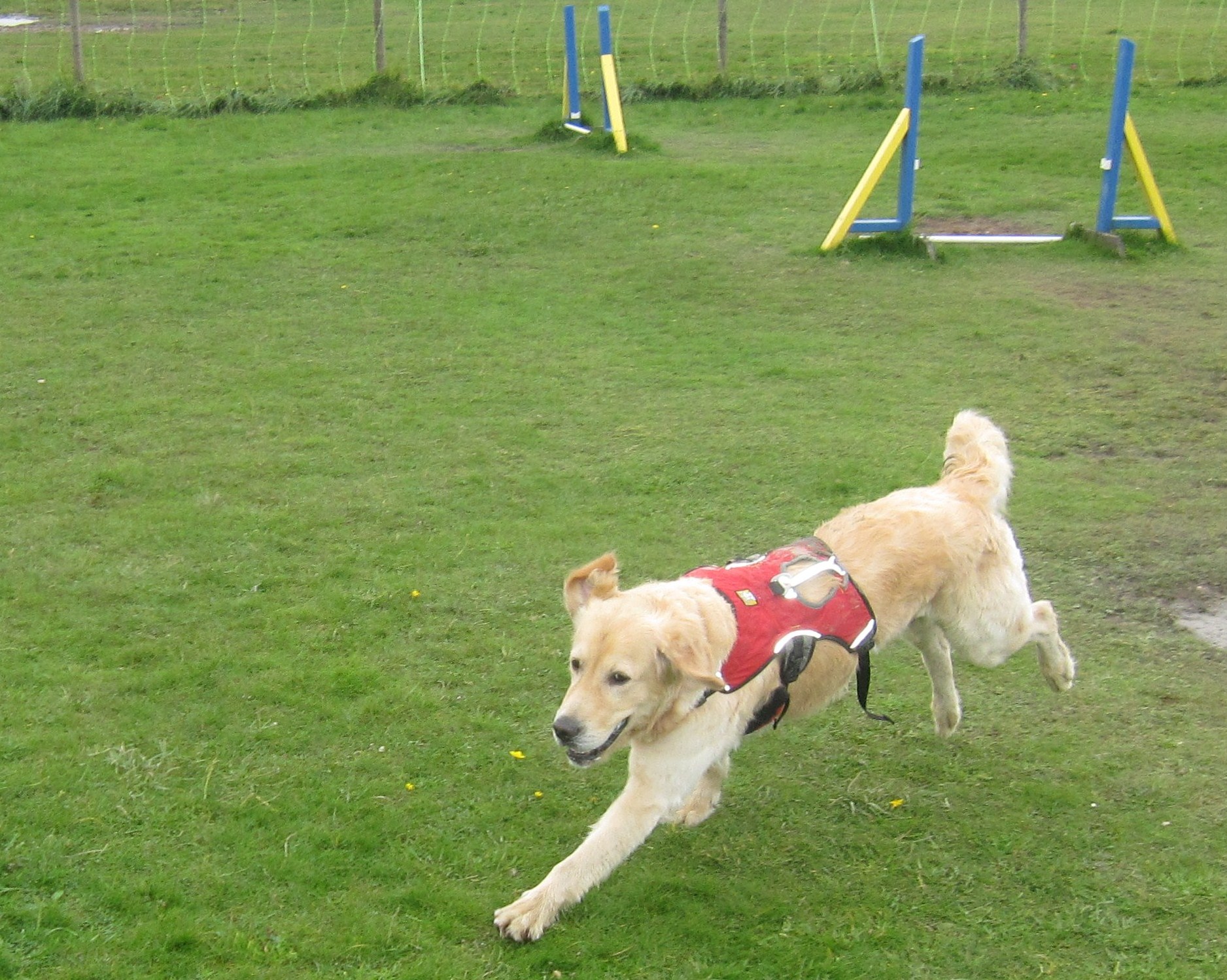 Danny, der Nordsee-Retriever