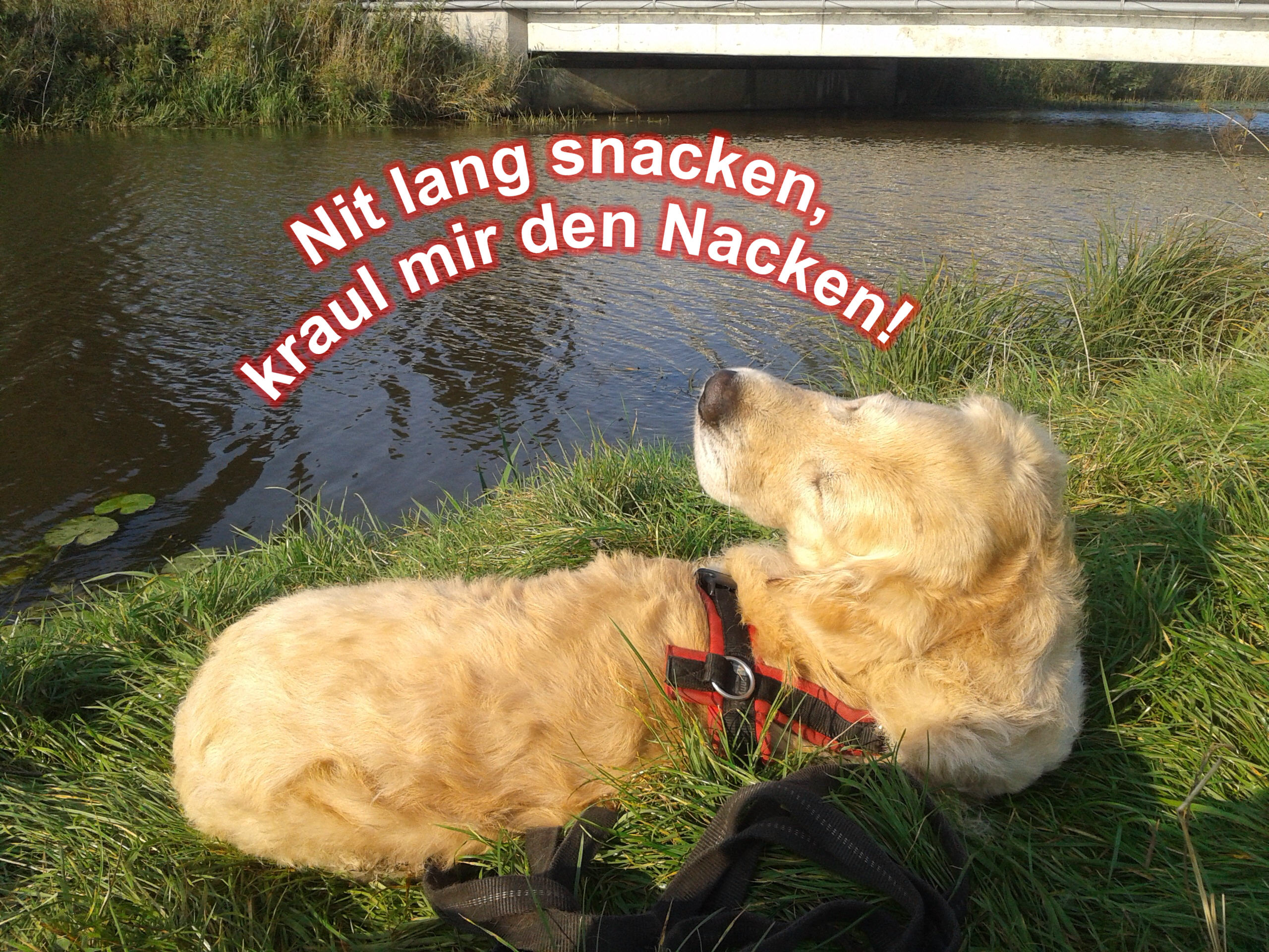 Danny, der "Nordsee"-Retriever