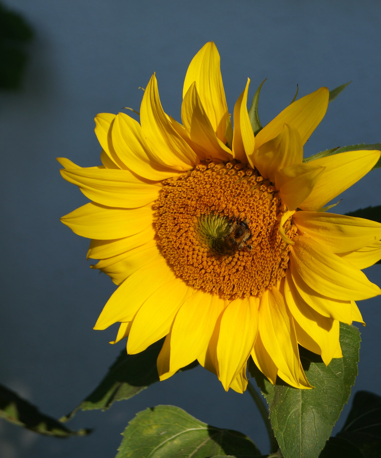 Bienchen mit Sonnenblume