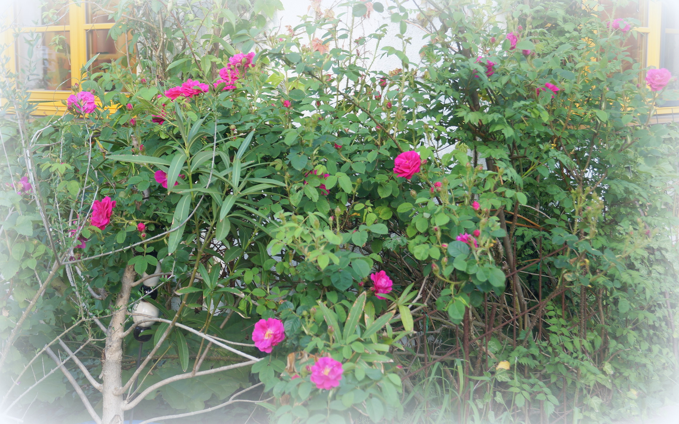 Der Garten verströmt Rosenparfüm
