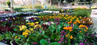 Bild zu Wohlgemuth Pflanzen und Gartencenter