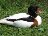 Nutzerbilder Münchener Tierpark Hellabrunn