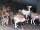 Nutzerbilder Münchener Tierpark Hellabrunn