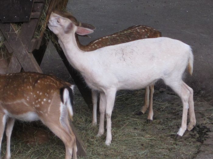 Nutzerbilder Münchener Tierpark Hellabrunn