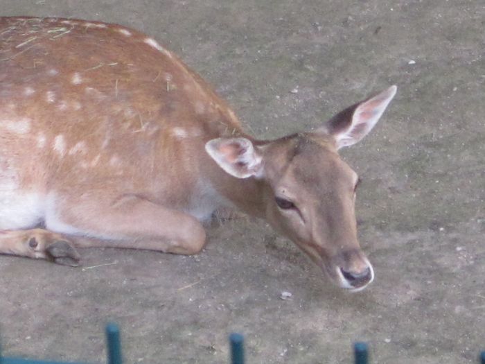 Nutzerbilder Münchener Tierpark Hellabrunn