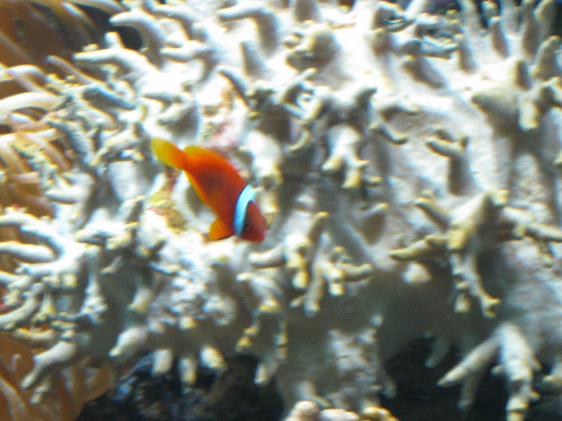 Nemo in Hellabrunn