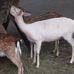 Münchener Tierpark Hellabrunn AG in München