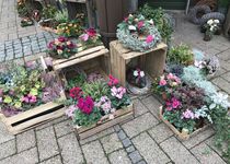 Bild zu Peters , Beusing Blumengeschäft